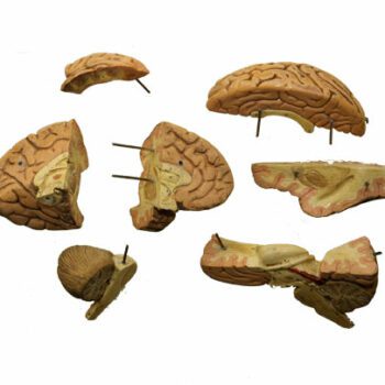 Human brain model - Van Leest Antiques